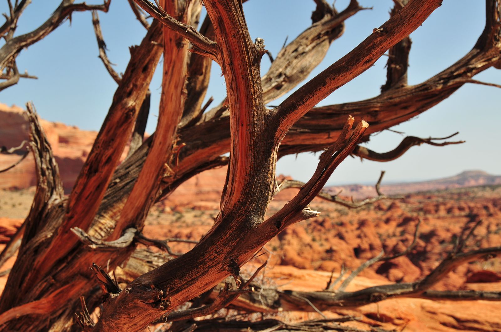 What is it about this tree?/