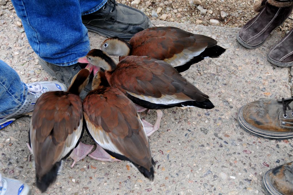 Baby ducks very interested in someone's shoe laces/