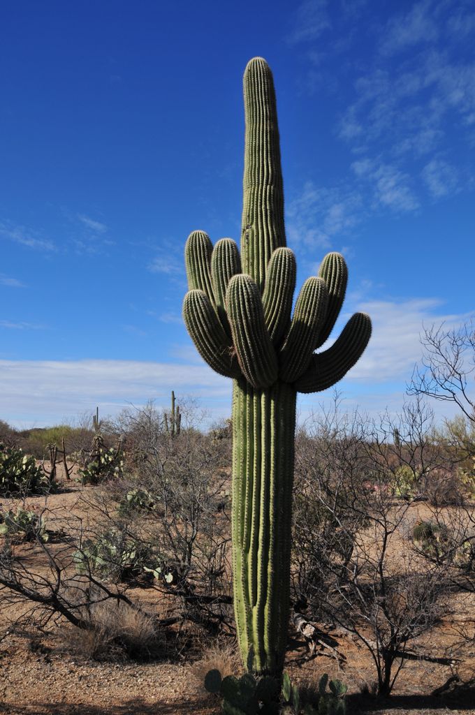 Awwwh! Big fat Saguaro.../