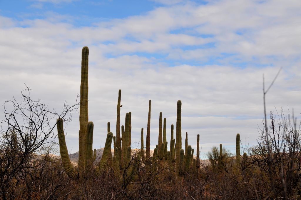 Saguaros everywhere/