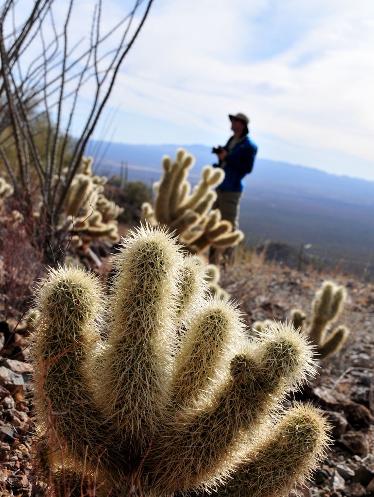 Teddy bear cactus!/