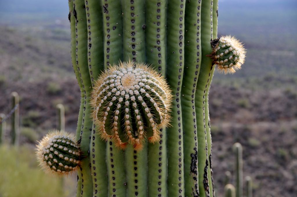 Nubbins, nubbins, and more nubbins!/
