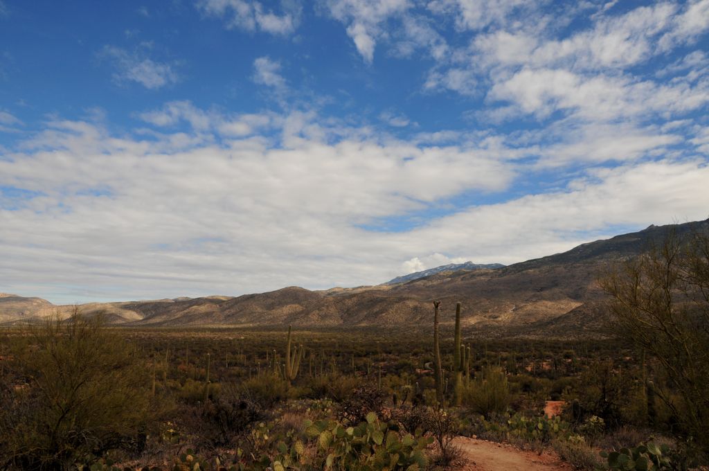 Saguaro NP - the east side /