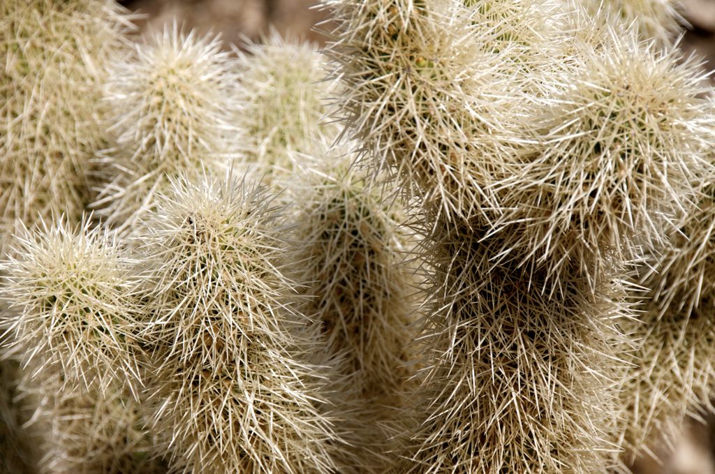 Fluffy? Think again! The most vicious plant in the desert!/