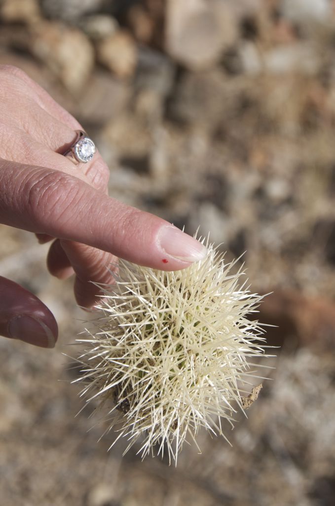 Then one attacks Assana's finger!/