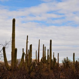 Saguaros everywhere/
		    