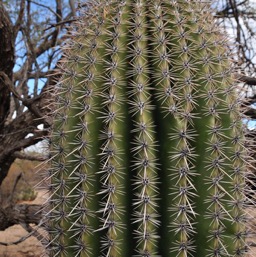 Juvenile Saguaro/
		    