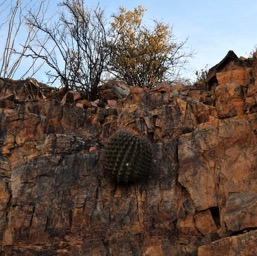 Barrel cactus on rocks/
		    