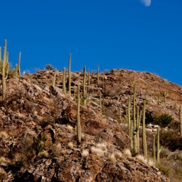 Cacti and the moon/
		    