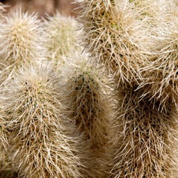 Fluffy? Think again! The most vicious plant in the desert!/
		    