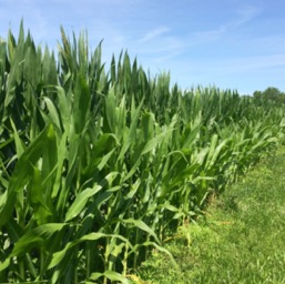 Neighborhood corn fields