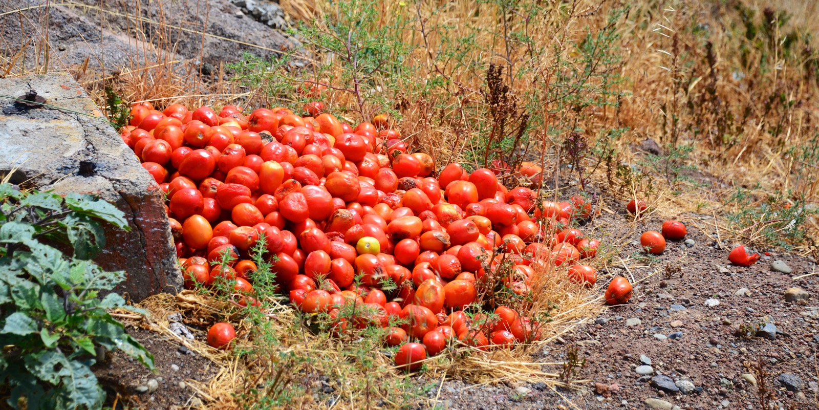 Complete with a pile of tomatos on the side of the road/