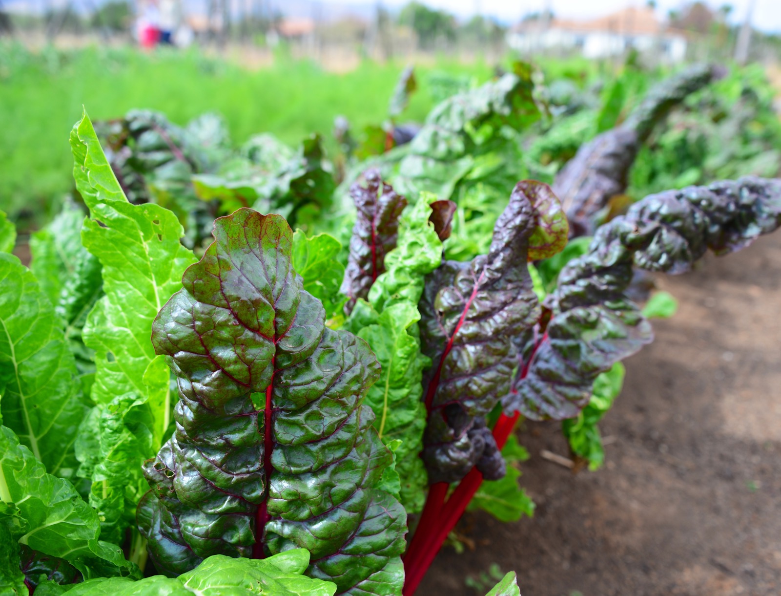 Mmmm... kale, or rubarb, or whatever you are/