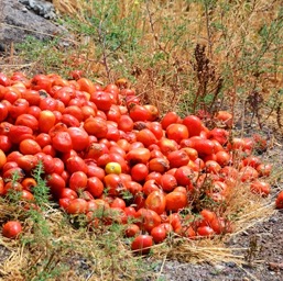 Complete with a pile of tomatos on the side of the road/
		    