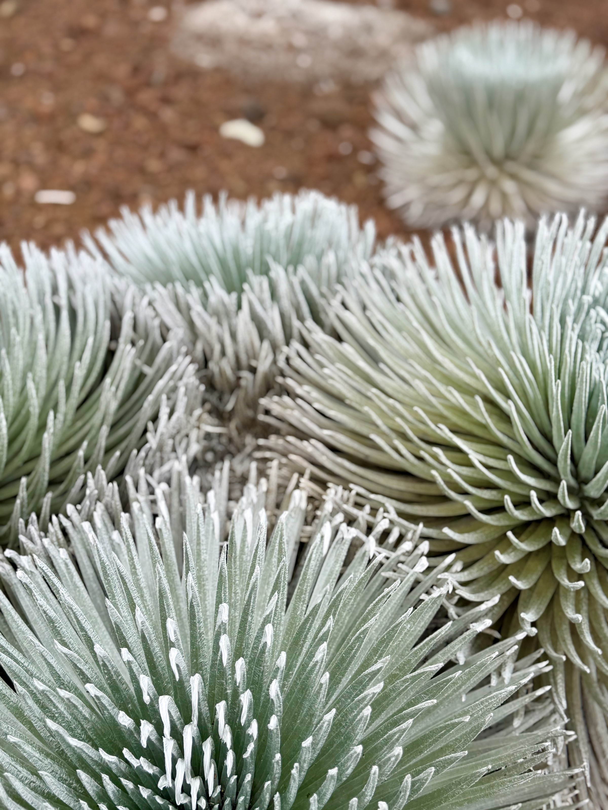 Haleakalā silversword, Argyroxiphium sandwicense macrocephalum/Pu'u'ula'ula (Red Hill) Summit Observation and Exhibition Building, Crater Rd, Kula, HI 96790, USA