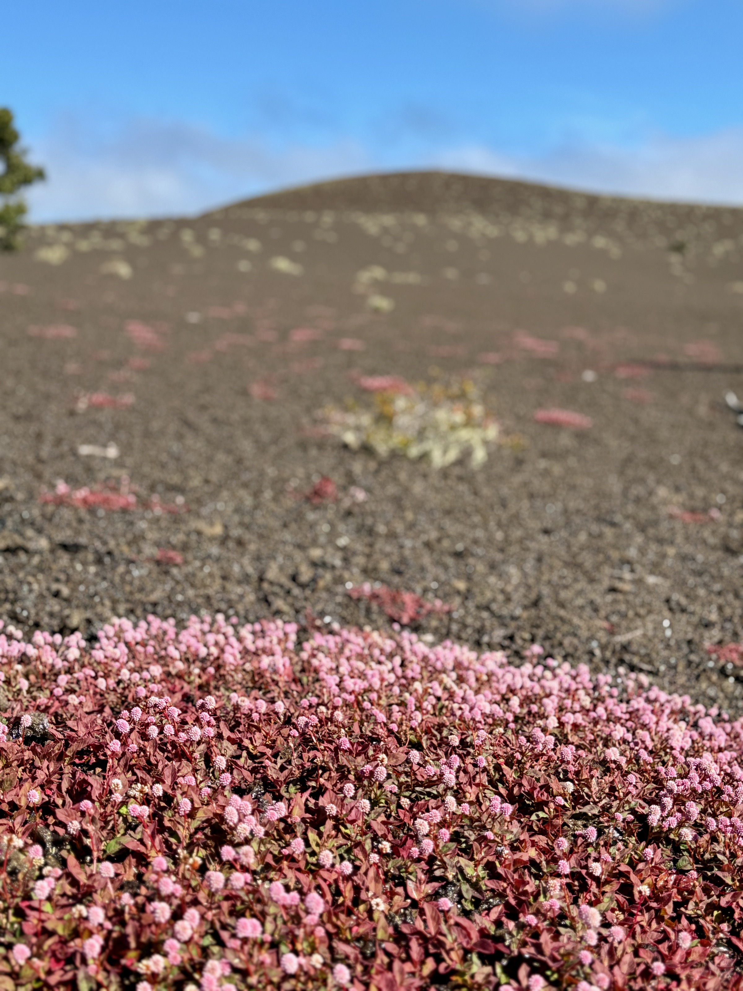 The only live thing on Devastation Trail/