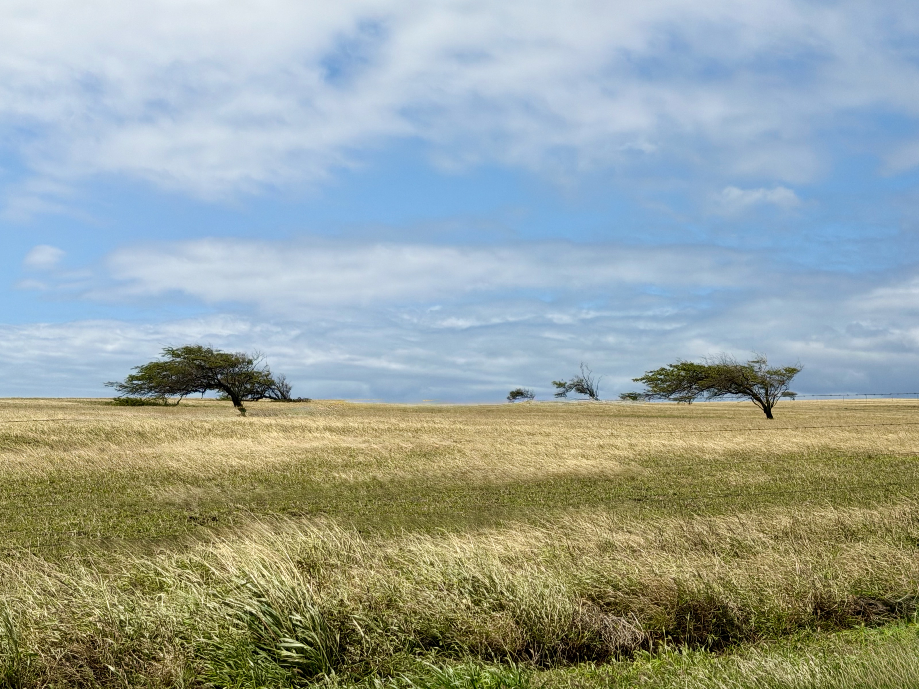 Bendy trees on South Point Rd/