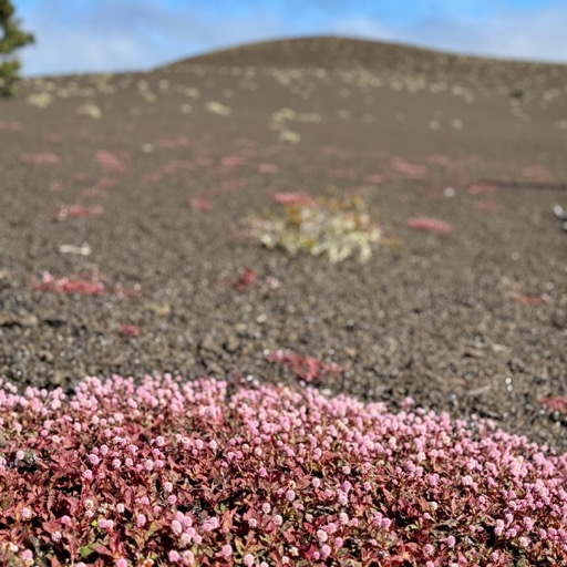 The only live thing on Devastation Trail/
		    