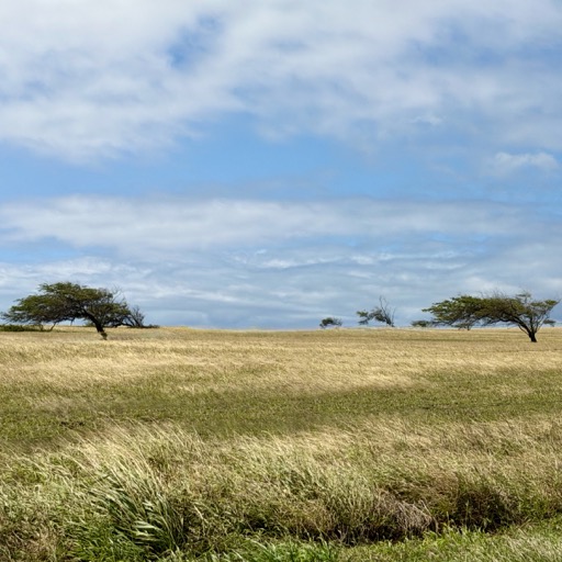 Bendy trees on South Point Rd/
		    