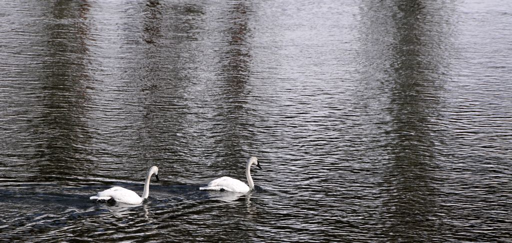 Trumpet swans/