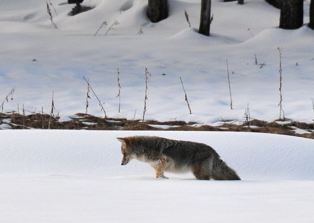 Where's that mouse?/