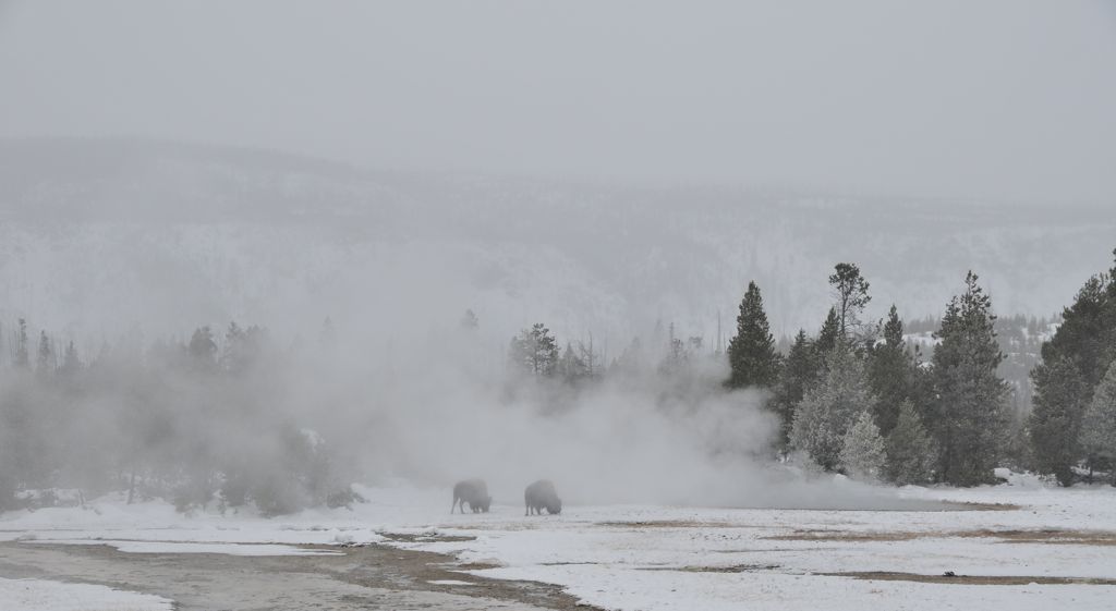 DId I mention the bison?/