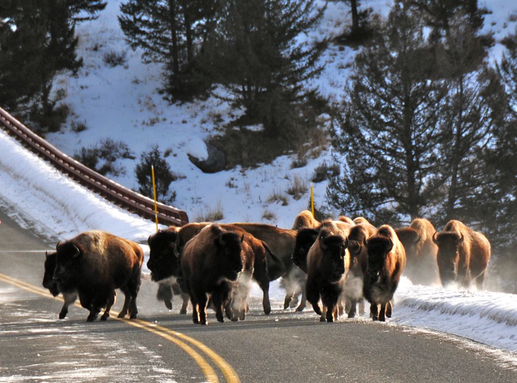 Road bisons.../