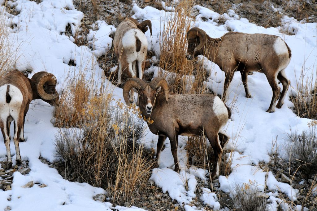 The foursome bachelors/