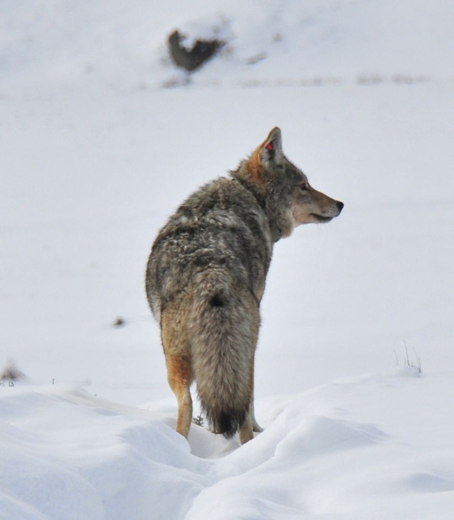 ... then contemplating a bit.../