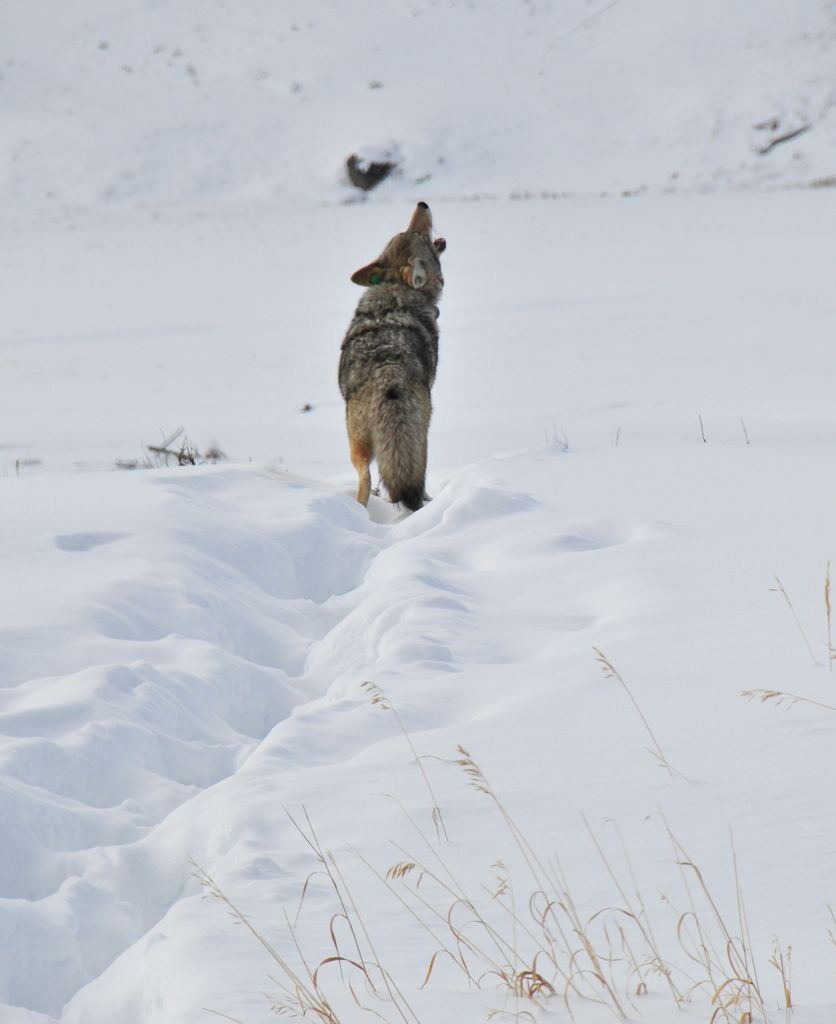 ... and giving us a little howl! Good coyote! /