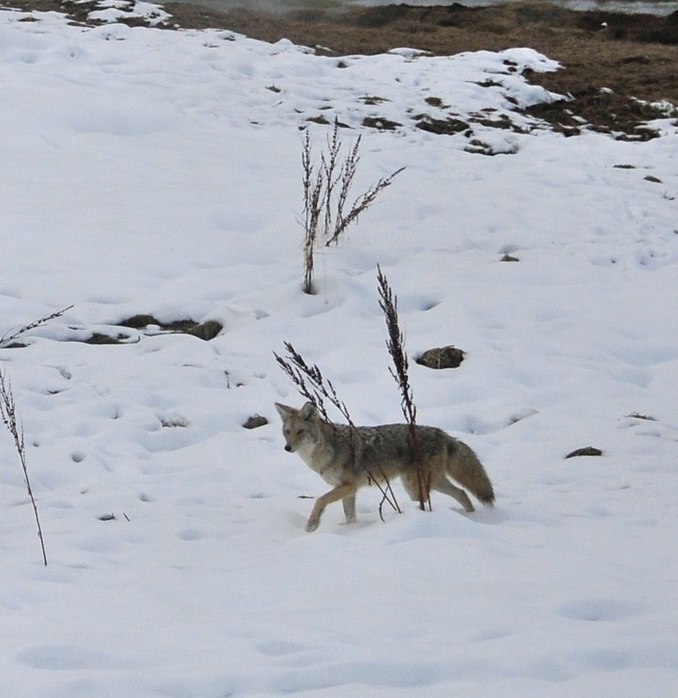 Coyote crossing the road.../