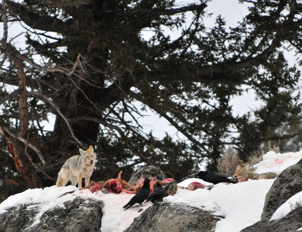 Coyotes enjoying a nice lunch of elk/
