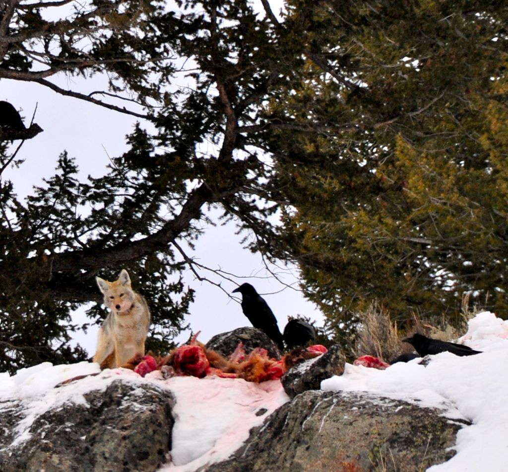 ... with the dog-sized raven watching!/