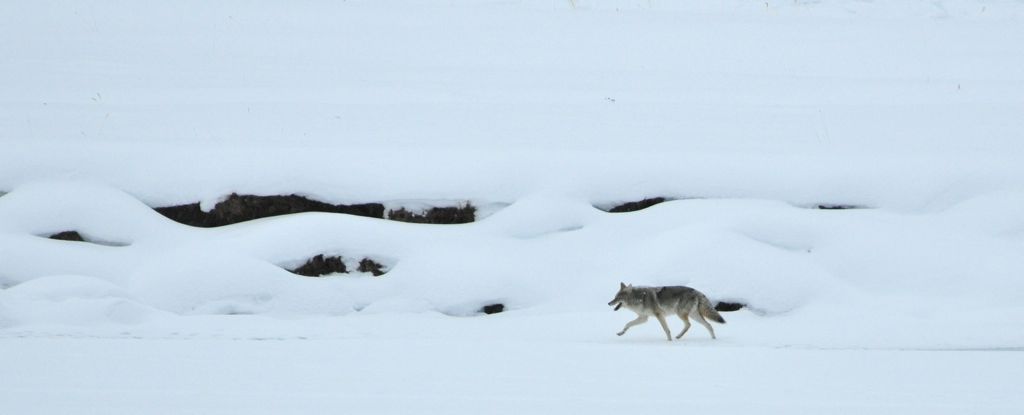 ...looking for his buddy.../