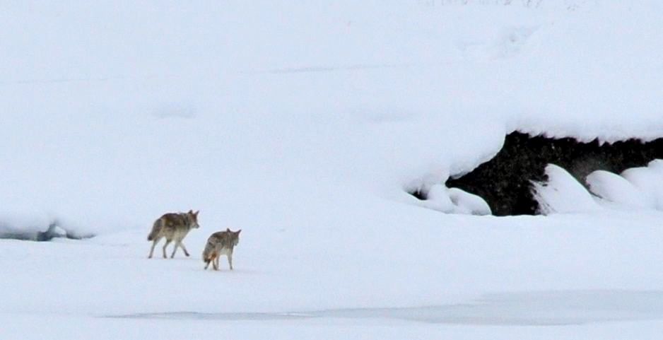 Hey, wanna hang out?/