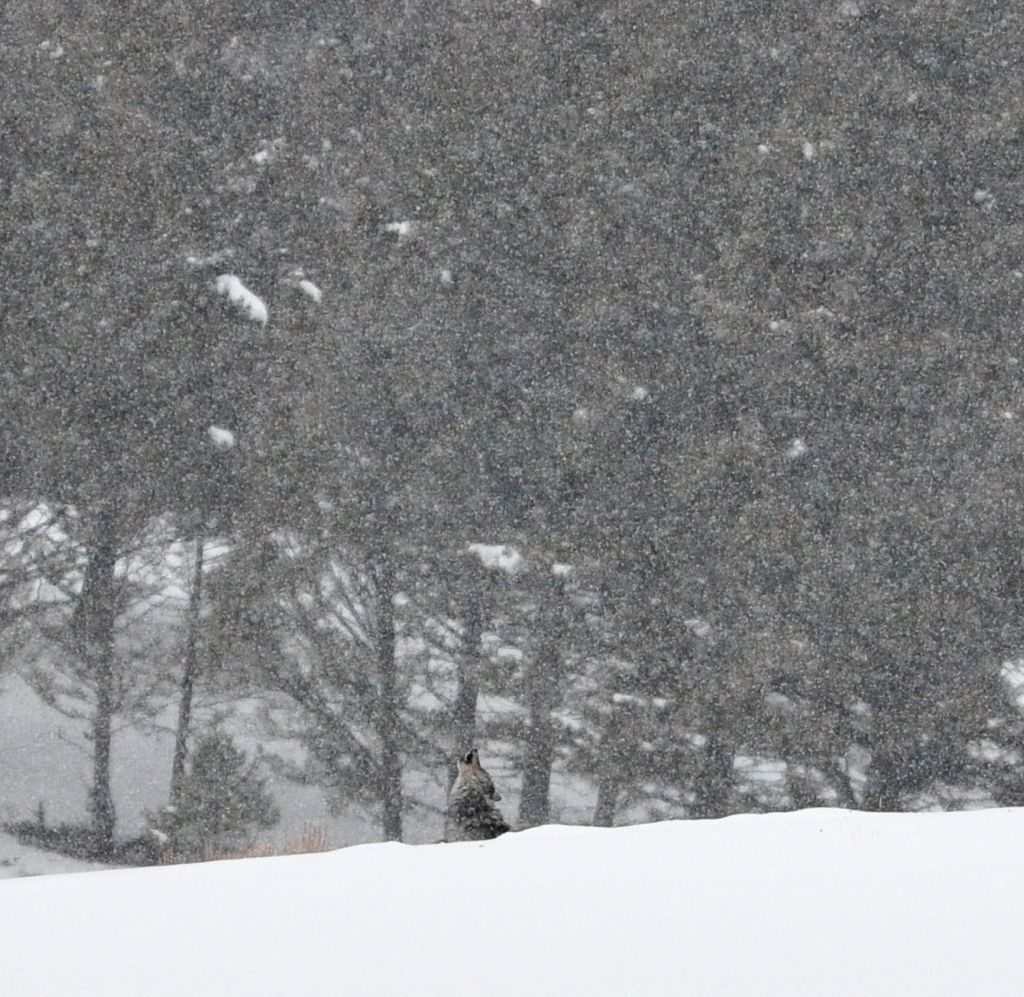 The wolf calling... /