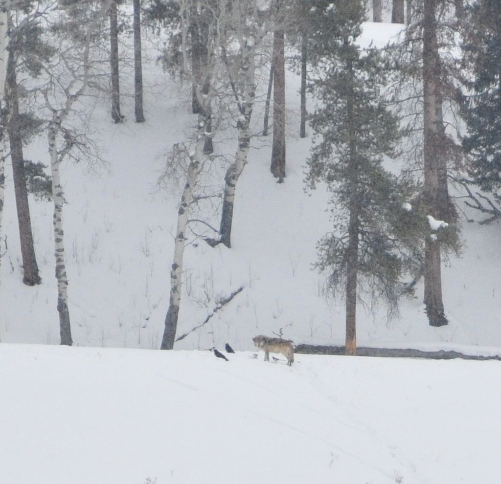 Mmmm... enjoying some elf leg/