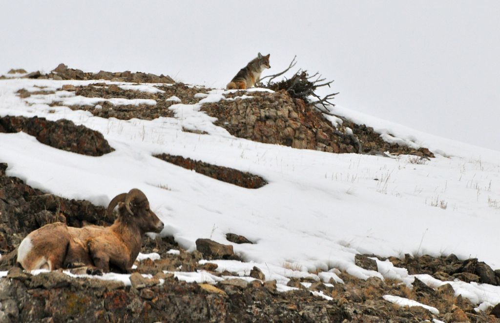 Wait a minute! Who's your buddy on the ridge?/