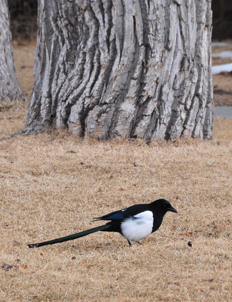 A cat-sized magpie /