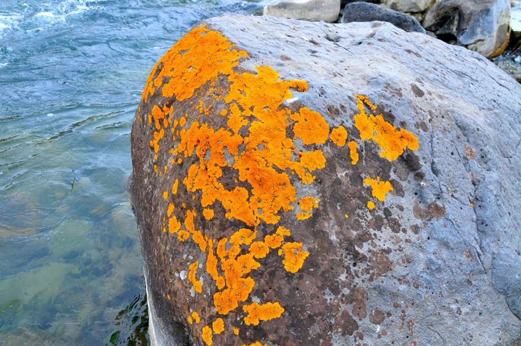 Lichen on the rocks/