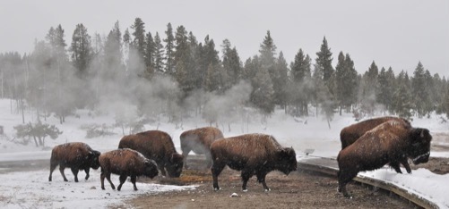Bison crossing the path