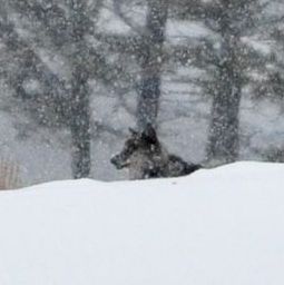 Grey wolf enjoying the snow