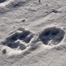 Our first wolf prints/
		    