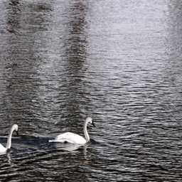 Trumpet swans/
		    