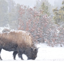 Bison and the snow/
		    