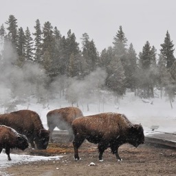 Bison crossing the trail/
		    