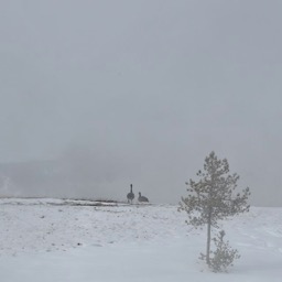 Canadian geese warming up near a geyser /
		    