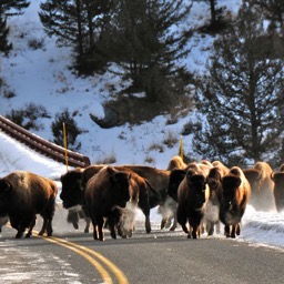 Road bisons.../
		    