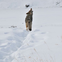 ... and giving us a little howl! Good coyote! /
		    