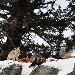 Coyotes enjoying a nice lunch of elk/
		    